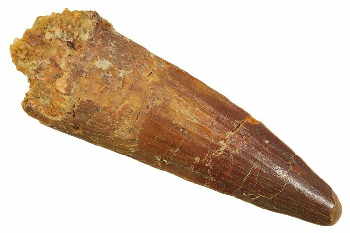 Fossil Spinosaurus Tooth - Real Dinosaur Tooth #298381